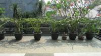 TC-CL383 - IMG_6154.JPG