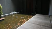 TC-PI299 - IMG_3615.JPG